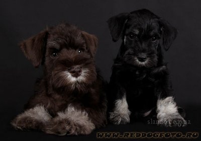 шницель фото собака онлайн шницель фото собака