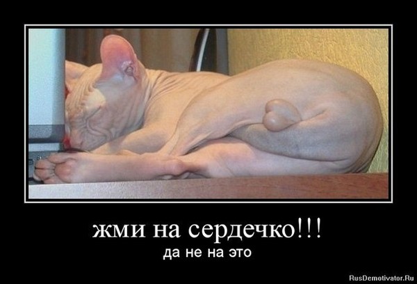 Яйца кота