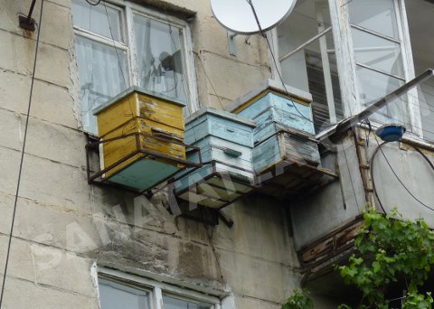 Ответы@mail.ru: если завести.. трёх поросят на балконе.. что.