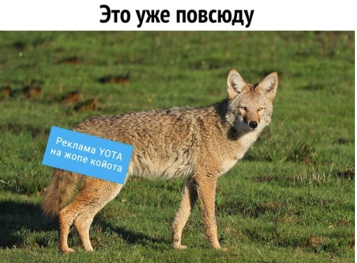Реклама йота с котенком
