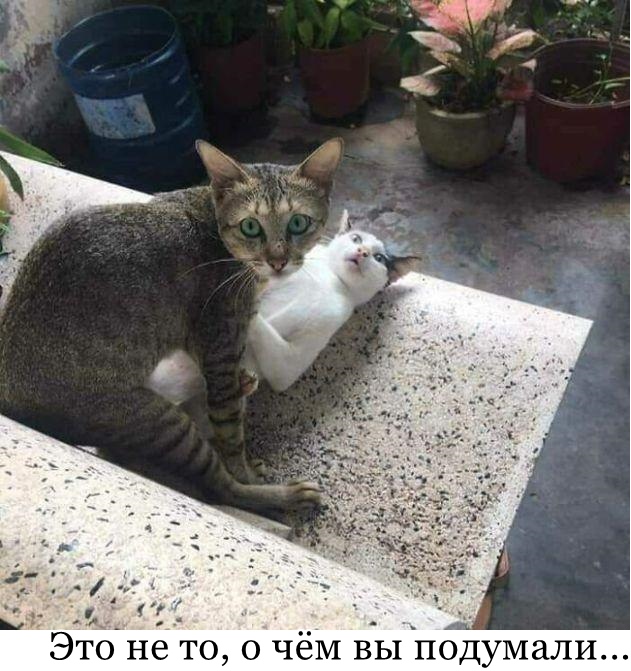 Ответы Mail: Кастрированный кот вовсю развлекается с кошкой. Его точно ...