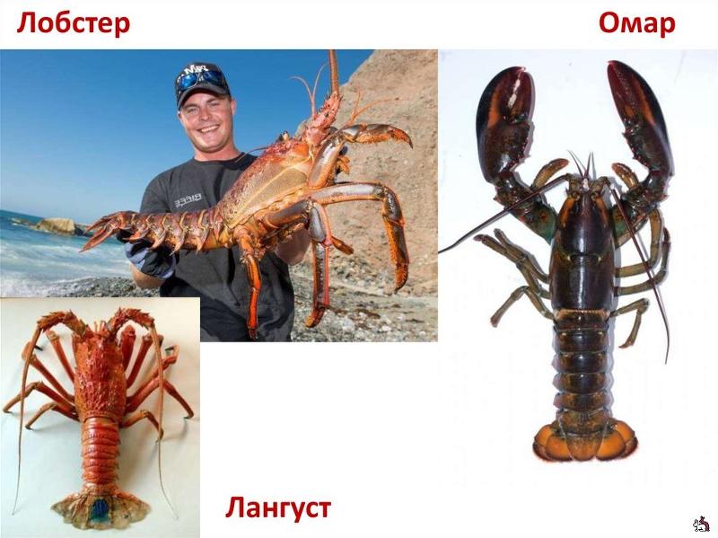 Лобстер что это такое фото