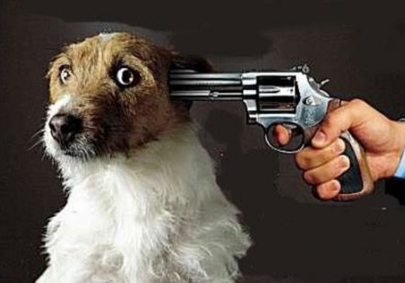 So cute it’s deadly: Puppies pose with guns New York Post