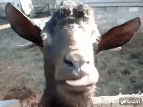 Стихах, гифки коза смешные
