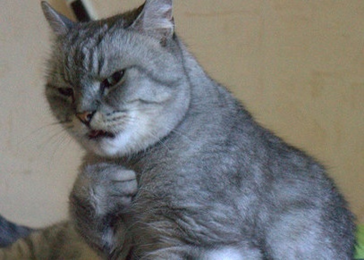 Подозрительный кот