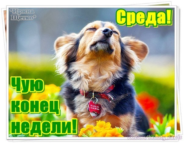Анимационная днем, среда день недели картинки прикольные смешные с надписью