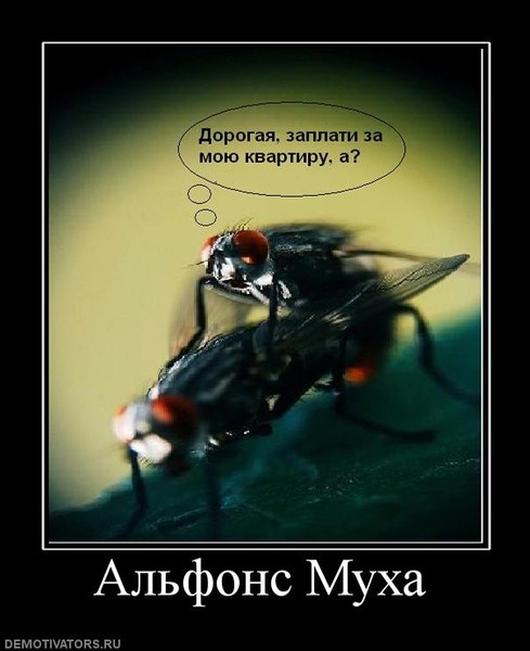 Альфонс смешные картинки, неделя