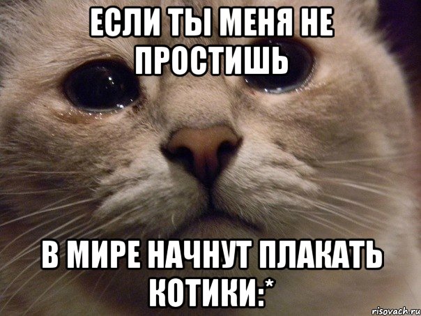 Днем, картинки прости котенок