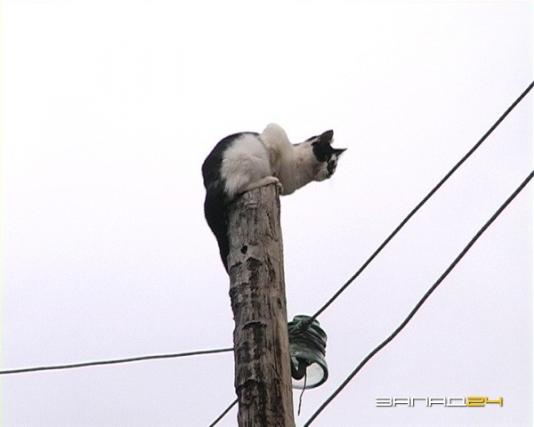 кошка забирается на высоту. кошка забирается на высоту. котик лезет. скворечник рыжий кот. кошка забирается на высоту.