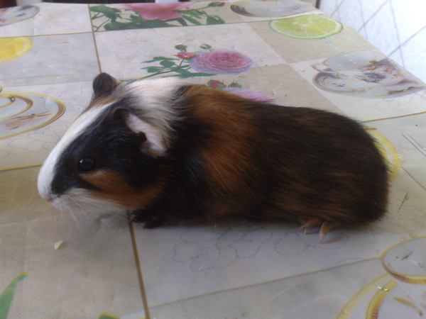 морские свинки пахнут. воняют ли морские свинки. морская свинка хохлатка. морские свинки вонючки. морская свинка фото.