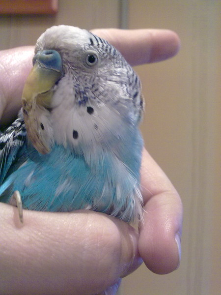 кнемидокоптоз у волнистого. у попугая вырос клюв. обрезание клюва попугая. попугай с длинным клювом. у попугая слоится клюв.