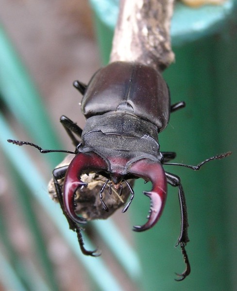 Листоед луговой. Черный жук чернотелка. Жук огнецвет. Жук скарабей. Колорадский жук.