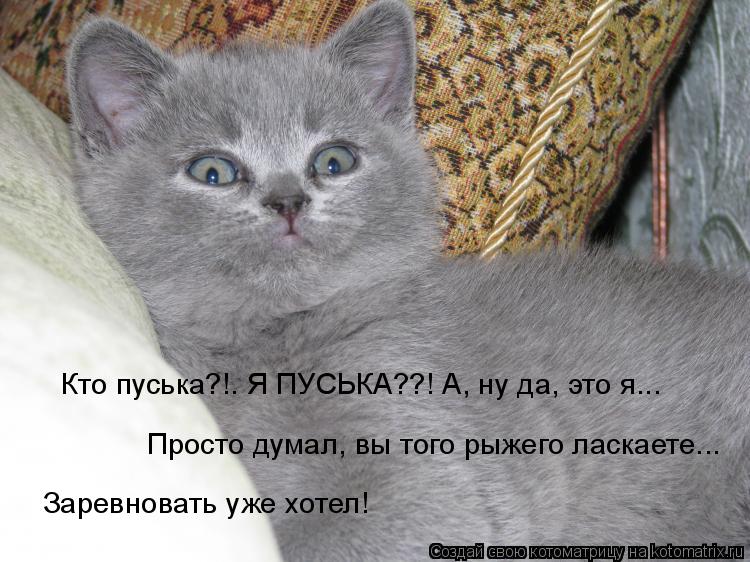 пуська ильич. пуська картинки. я пушистая пуська. пушистая пуська а ты чувырла. беременный джунгарик.