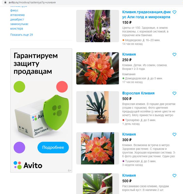 Ответы Mail.ru: Подскажите,где купить кливию?