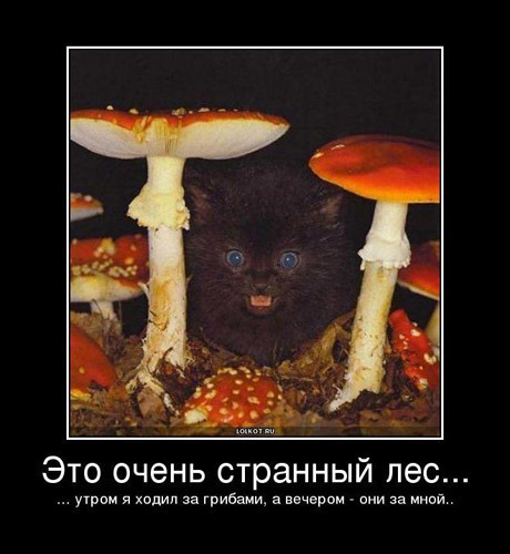 после картинки смешные лес грибы годы можно