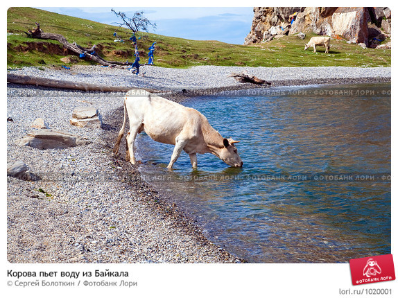 Сонник Коровы Пьют Воду Сонник пьют коровы воду