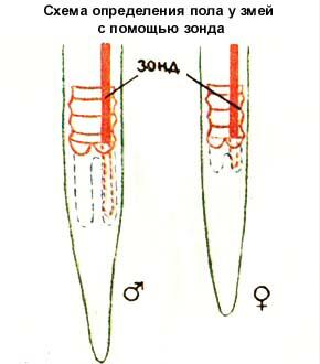 Как определить пол змеи. Как понять какого пола змея. Маисовый полоз пол по хвосту. Как определить пол змеи. Определения пола выдавливанием у змей.