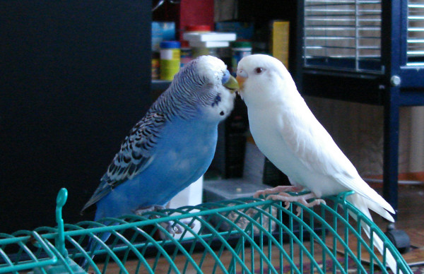 попугай волнистый белый альбинос. белый волнистый попугай девочка. волнистый попугай альбинос самка. волнистые попугайчики альбиносы. волнистик альбинос.