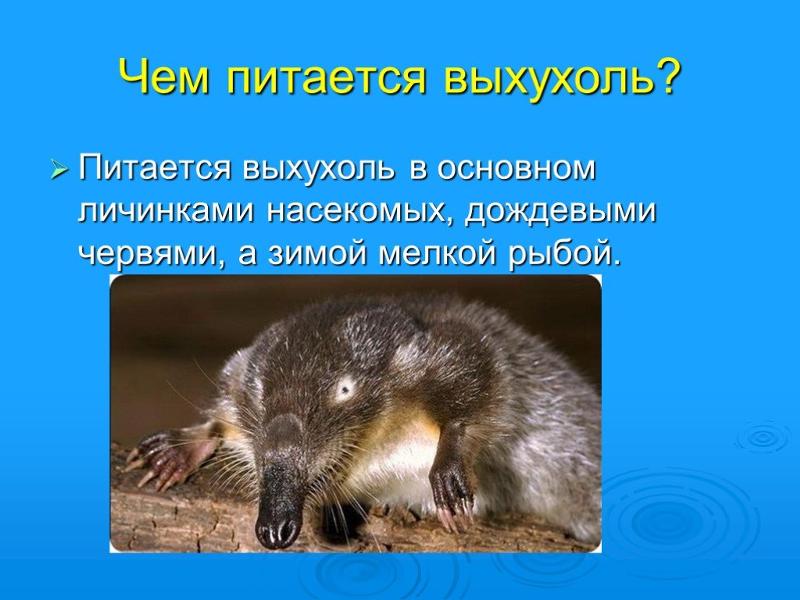 Национальный парк - Самарская Лука - презентация к уроку Окружающий мир - скачат