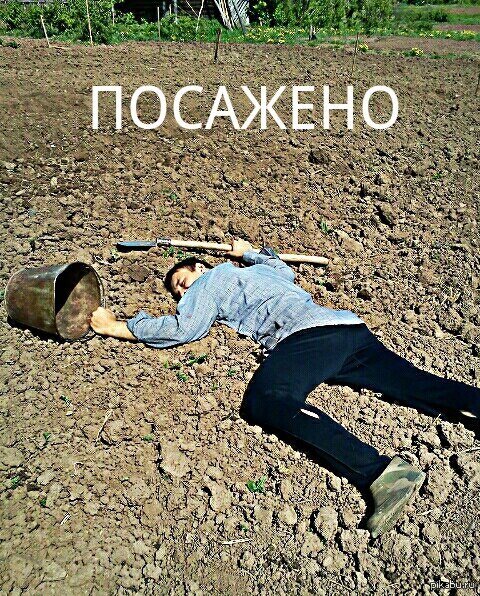 Картинки сажаем картошку смешные, картинки