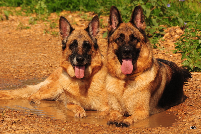 Щенки немецкой овчарки в башкирии. German shepherd немецкая овчарка. Немецкие овчарки башкирии. Сибирская немецкая овчарка. Немецкая овчарка шеферд.