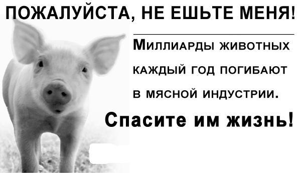 Почему нельзя есть свинину по исламу Почему нельзя есть свинину по исламу