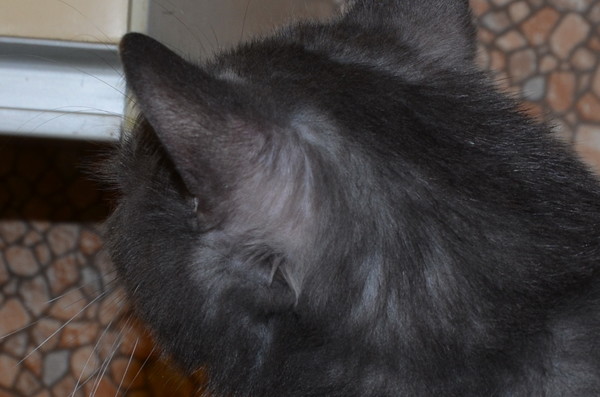 плохая шерсть