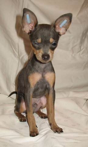 продам щенков той терьера Той-терьер в Могилёве Собаки на  22.12.2014