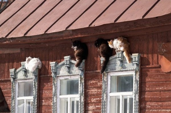 Село котик погода