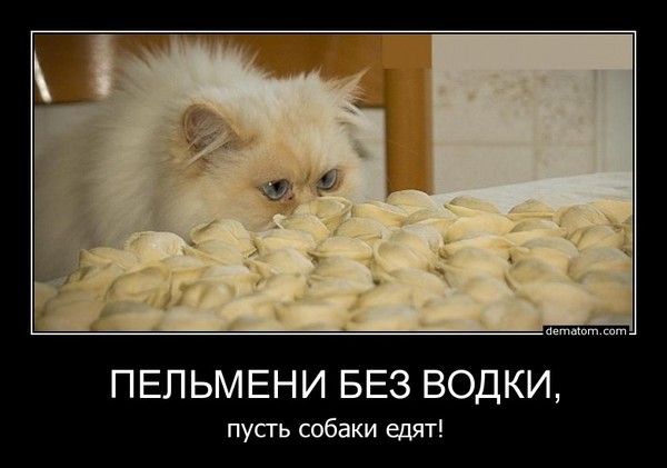 Кот с пельменями мем