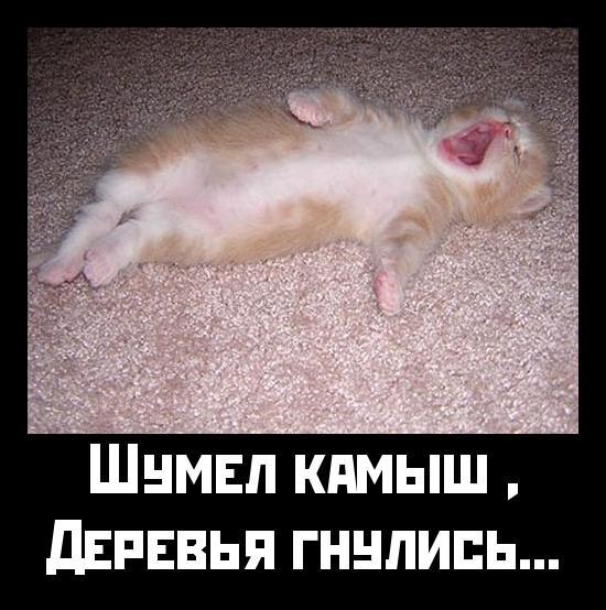 первую картинка шумел камыш деревья гнулись эхинококк