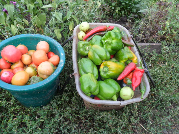 Ответы Mail: как садить болгарский перец?? нужна перед посадкой ...