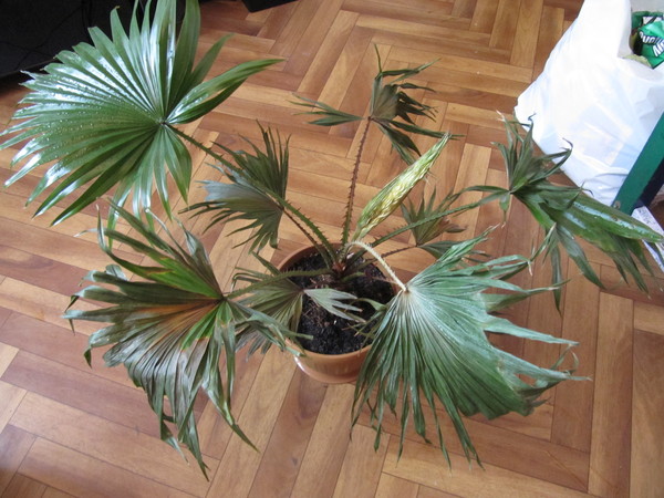 Септориоз драцена. Трипсы хризалидокарпус. Сохнут листья у пальмы что делать. Пальма хамедорея желтеют листья. Ховея лист.