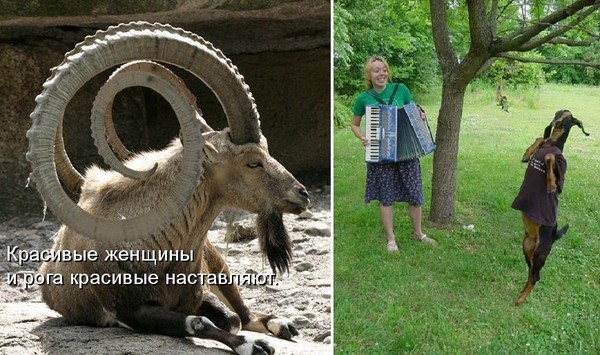 пустить козла в огород картинки кочедыжник