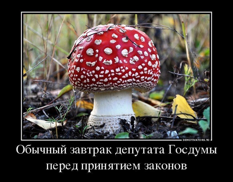 Юмор Про Грибы Картинки
