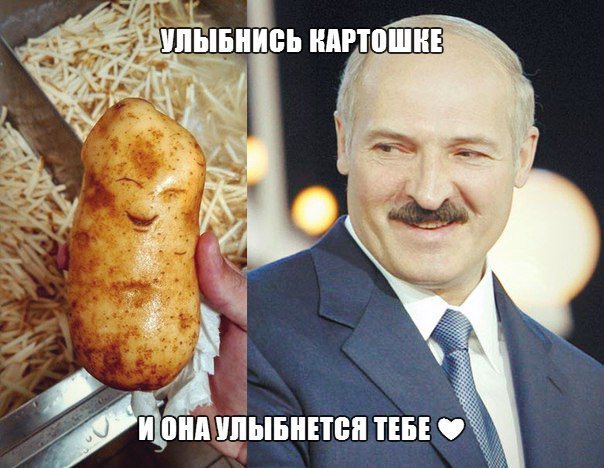 Лукашенко картошка фото