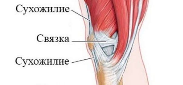 Связки и сухожилия разминка. Связки и сухожилия разминка