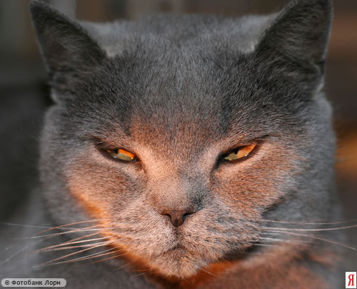 Подозрительный кот