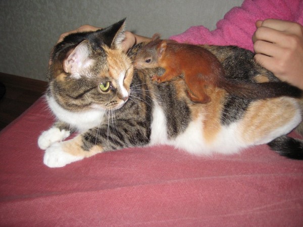 Удивительная история неразлучных белки и кошки YouTube