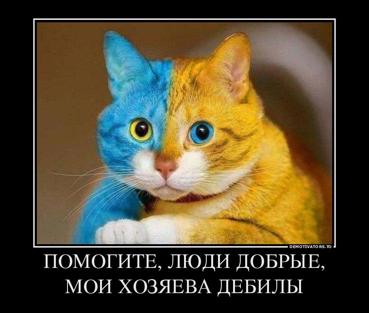Кот дебил