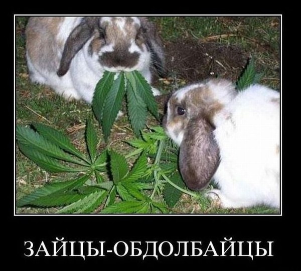 Как сделать чтобы стало пофиг Как сделать чтобы стало пофиг