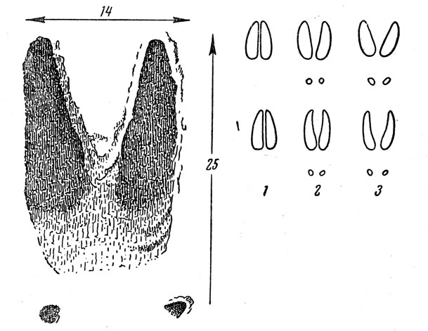 след лося на земле. следы лося. направление следа лося. следы копытных на снегу. отпечаток копыта лося.