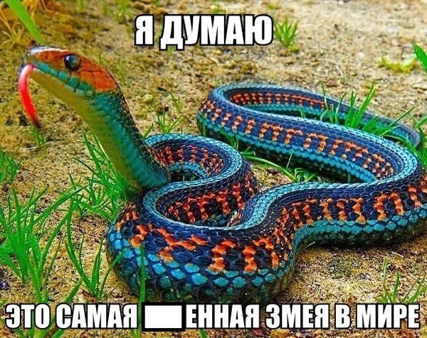 Как выглядит самая красивая змея