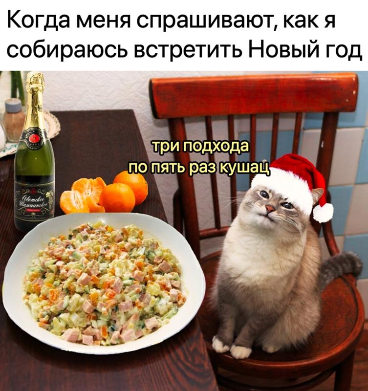 Кот с оливье новогодний мем