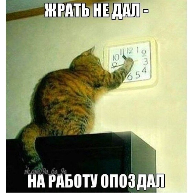Пришел Покормить Кота Порно