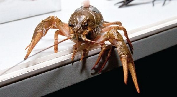 Ответы Mail.ru: Твой гороскоп на сегодня сбылся?