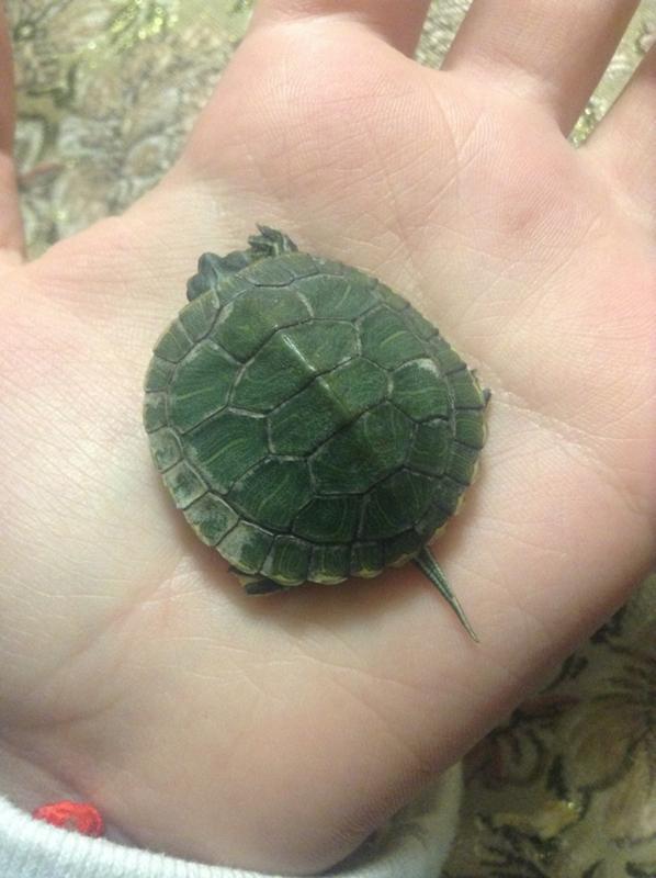 Красноухая черепаха линяет. У черепахи белые пятна на панцире красноухой черепахи. Почему у черепахи белые пятна. Белые пятна на панцире красноухой черепахи. Белые пятна на панцире красноухой.