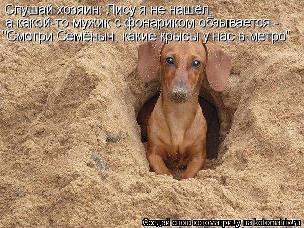 фото порода такса онлайн фото порода такса