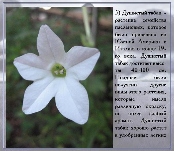 душистый сканворд