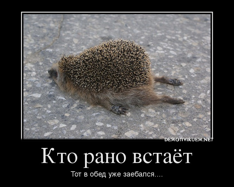 картинки приколы кто рано встает онлайн картинки приколы кто рано встает